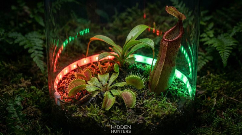 蜜芽食虫植物微距视频